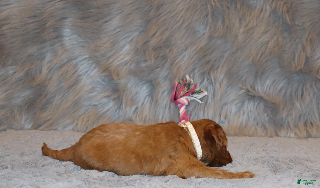 Mini Goldendoodle dogs for sale: Whitney 🌷 Genetic Clear Parents - Ad 9