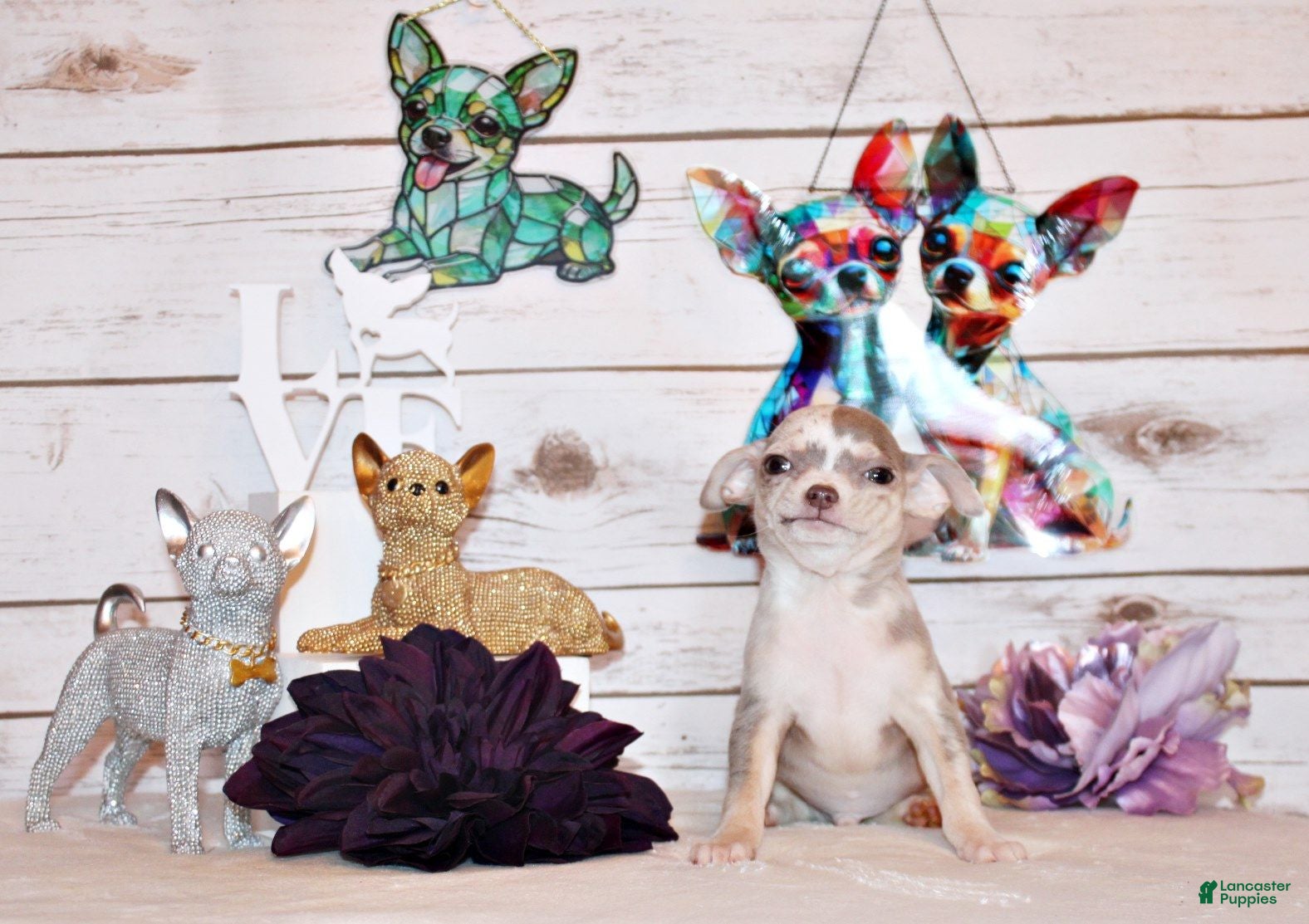 Chihuahua dogs Dover - Ad 1
