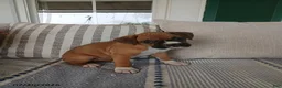 Boxer dogs for sale: Sassafras - Ad 4