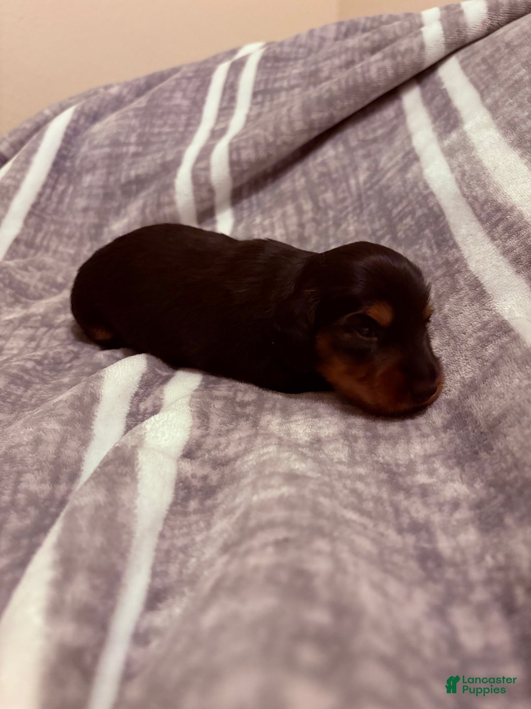 Dachshund dogs for sale: Bean - Ad 4