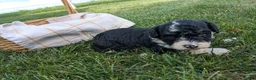 Bernedoodle dogs for sale: Buster  - Ad 3