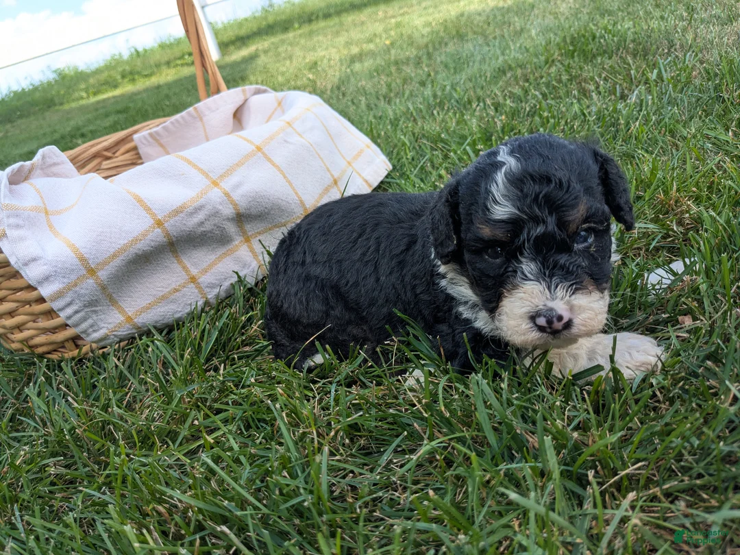Bernedoodle dogs for sale: Buster  - Ad 3