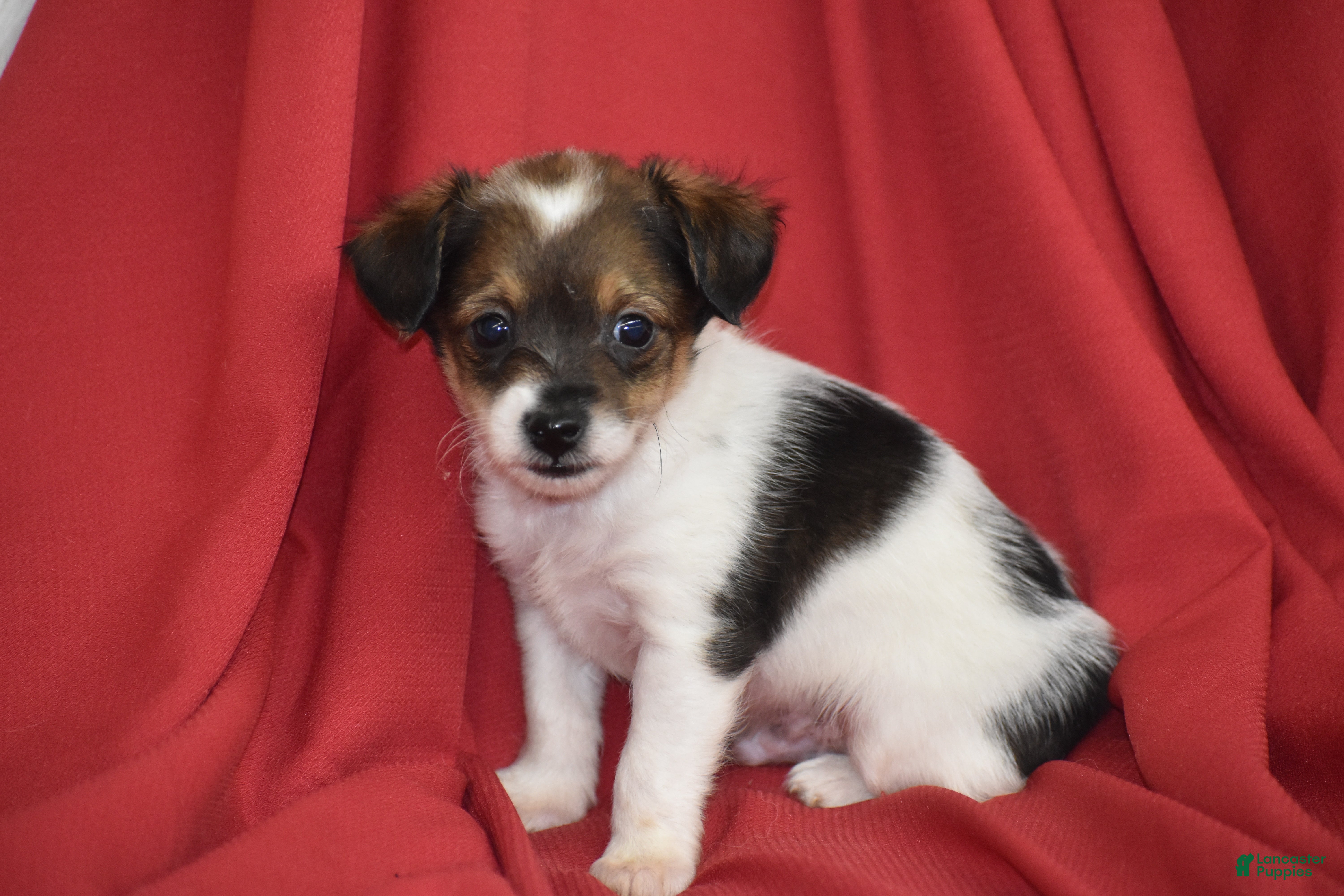 Yorkiepoo dogs Texas - Ad 2