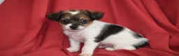 Yorkiepoo dogs for sale: Texas - Ad 2