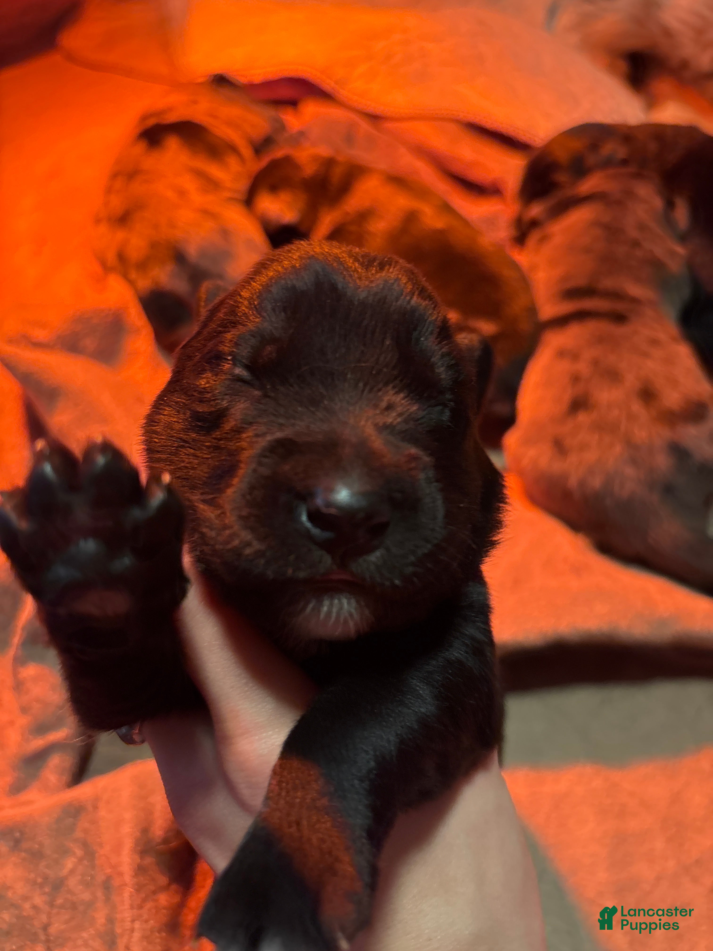 Mixed Breed dogs Mixed Breed Puppy 1 - Ad 9