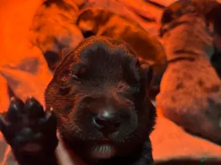 Mixed Breed dogs Mixed Breed Puppy 1 - Ad 9