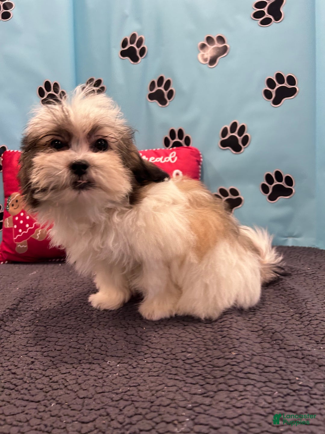 Teddy Bear dogs for sale: Royal  - Ad 10