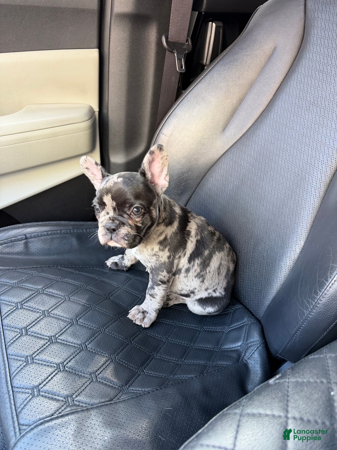 French Bulldog dogs for sale: Petey - Ad 3