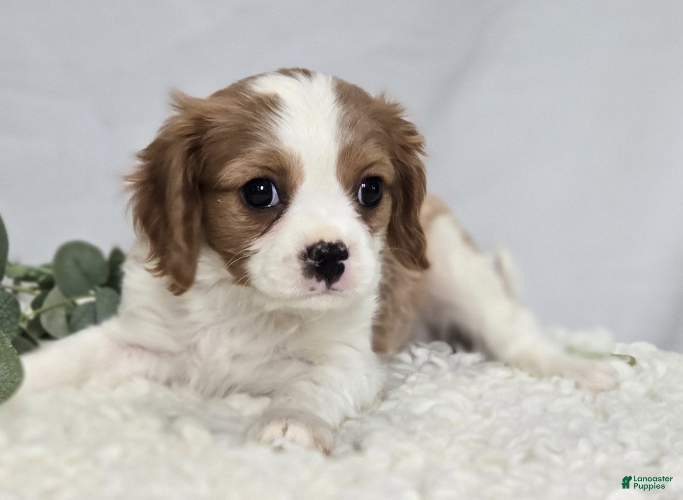 Cavalier King Charles Spaniel dogs Connor - Ad 2