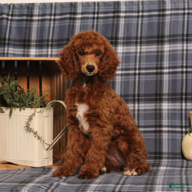Miniature Poodle dogs Queenie - Ad 1