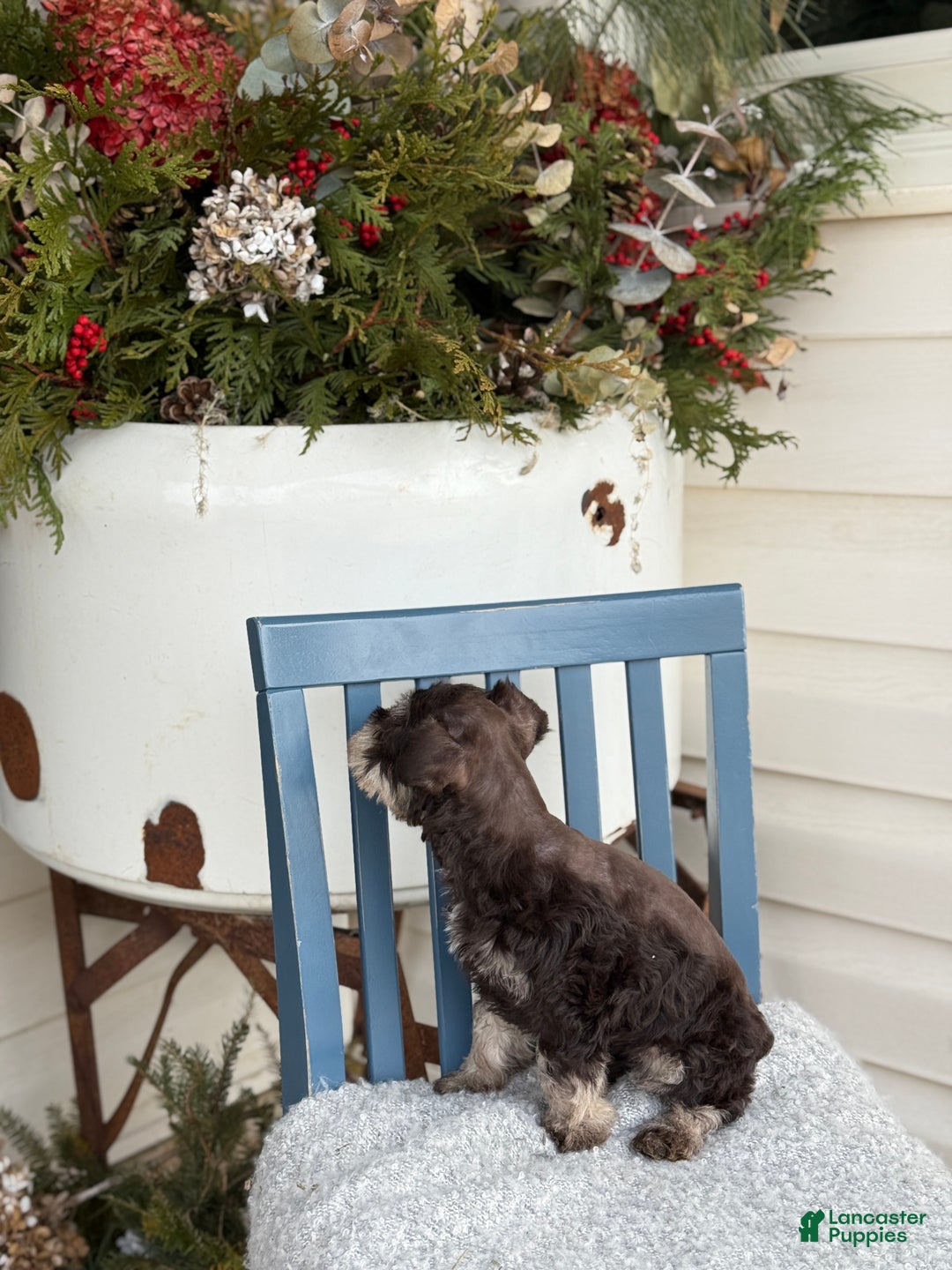 Miniature Schnauzer dogs for sale: Duchess - Ad 9