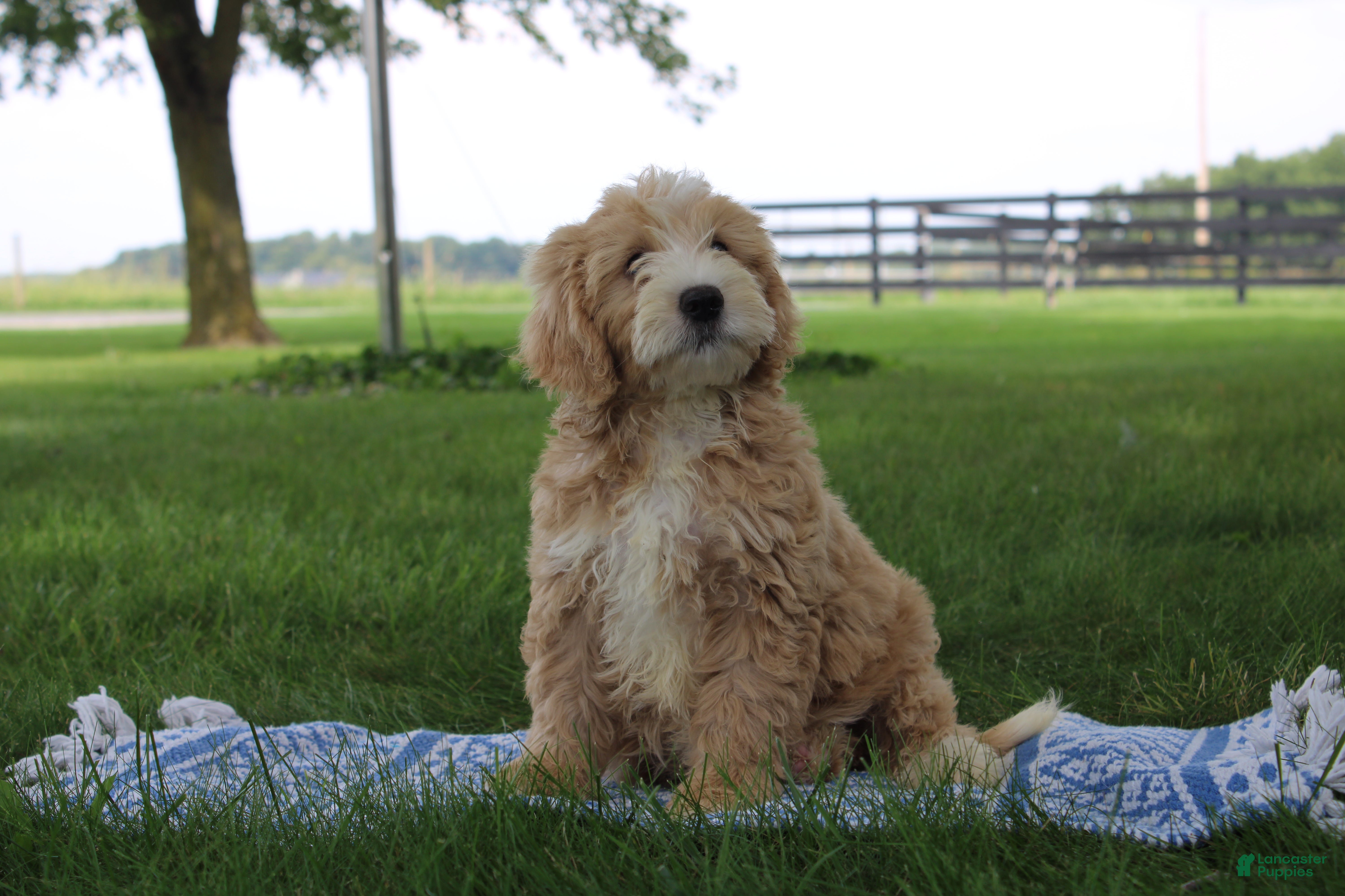 Mini Goldendoodle dogs Victor - Ad 2