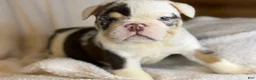 English Bulldog dogs for sale: Versace - Ad 120