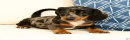 Miniature Dachshund dogs for sale: Lincoln - Ad 6