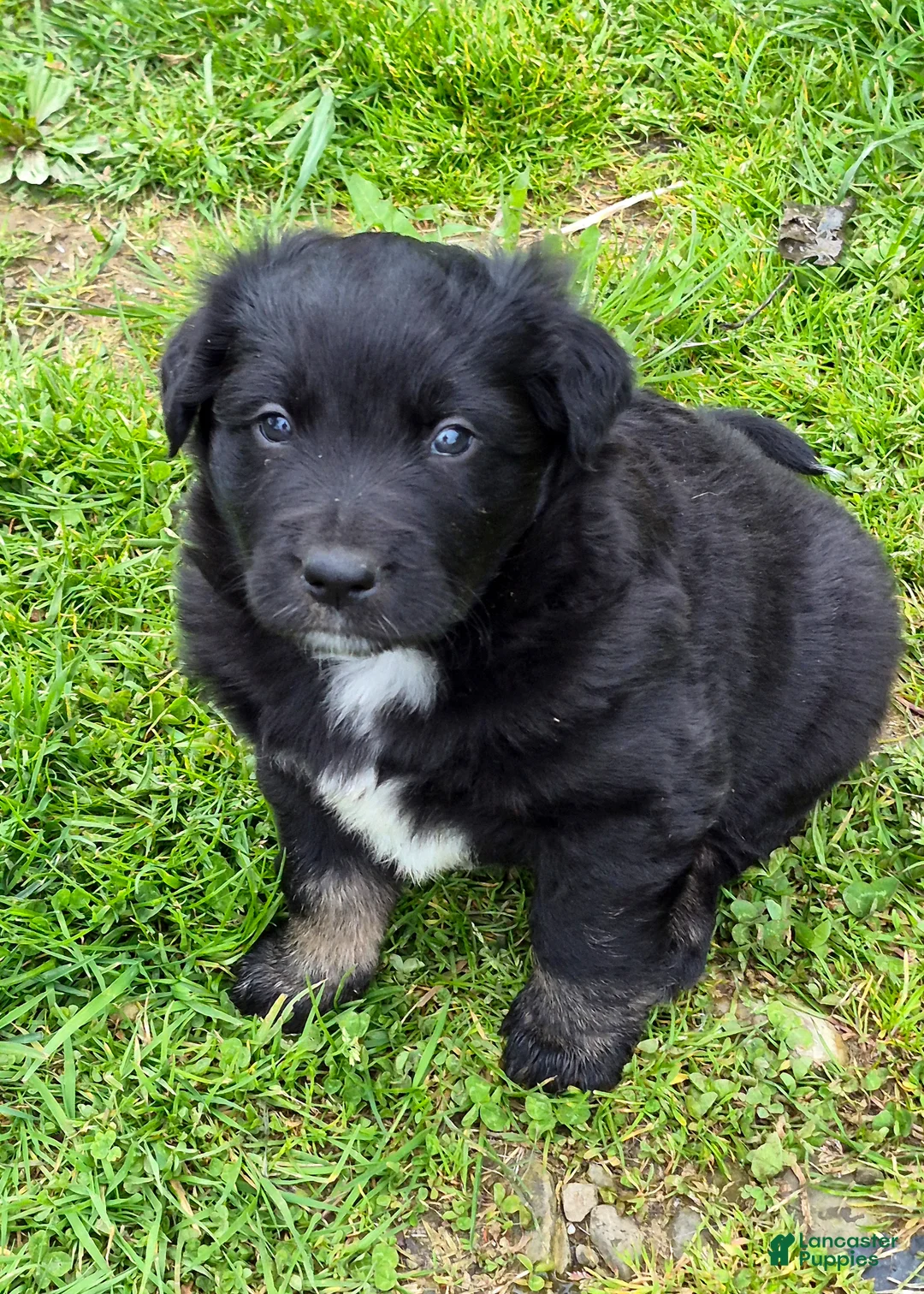 Australian Shepherd dogs for sale: Australian Shepherd Puppy 3 - Ad 11