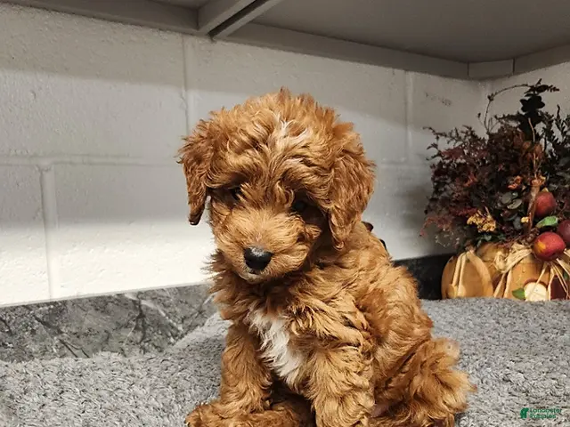 Mini Goldendoodle dogs for sale: Brooke - Ad 1