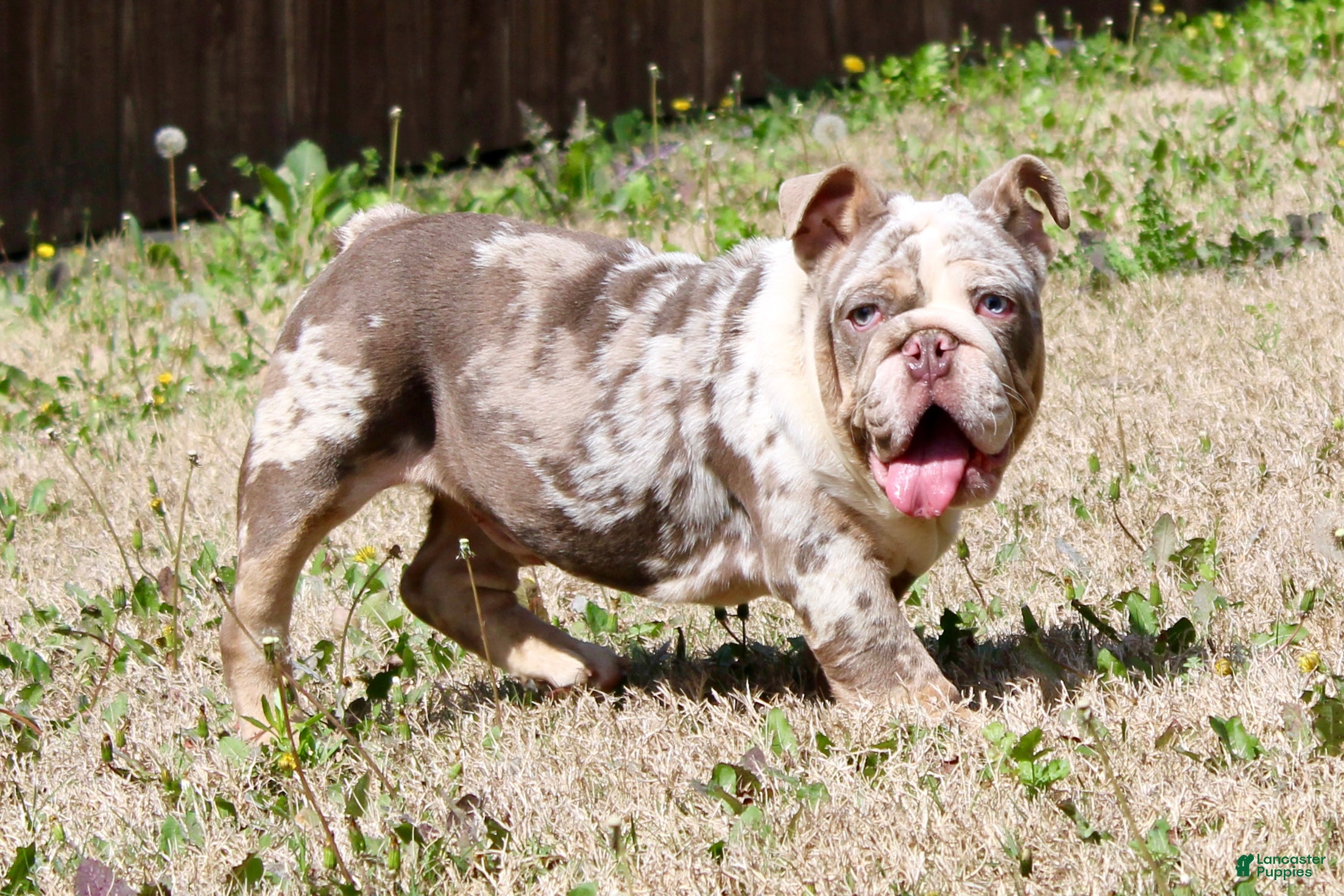 English Bulldog dogs Marble - Ad 7