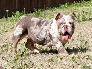 English Bulldog dogs Marble - Ad 7