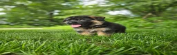 German Shepherd dogs for sale: Milo - Ad 5