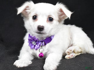 Mixed Breed dogs - Ad 28