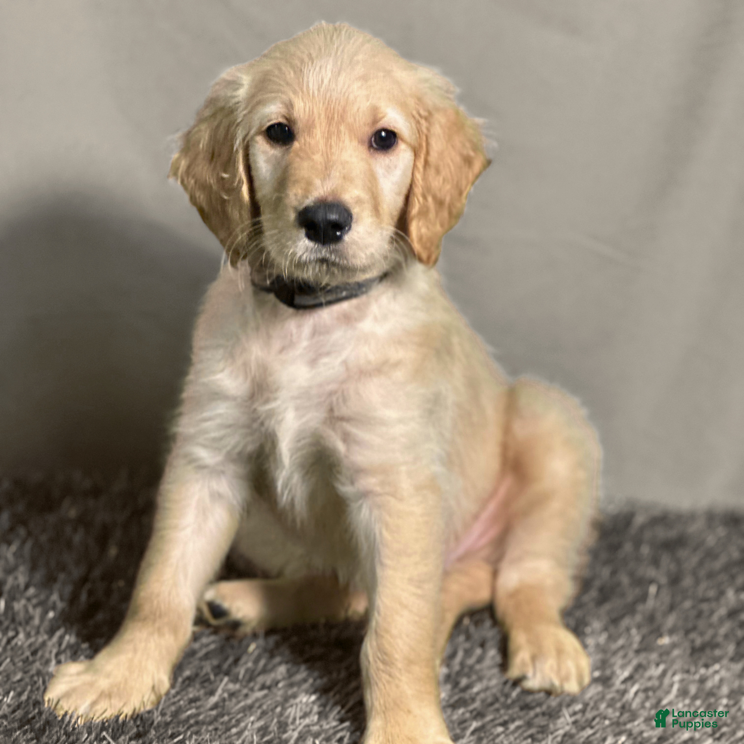 Goldendoodle dogs Ventress - F1 Goldendoodle - Ad 2