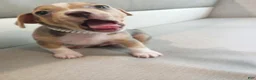 Chiweenie dogs for sale: Chiweenie 2 - Ad 1