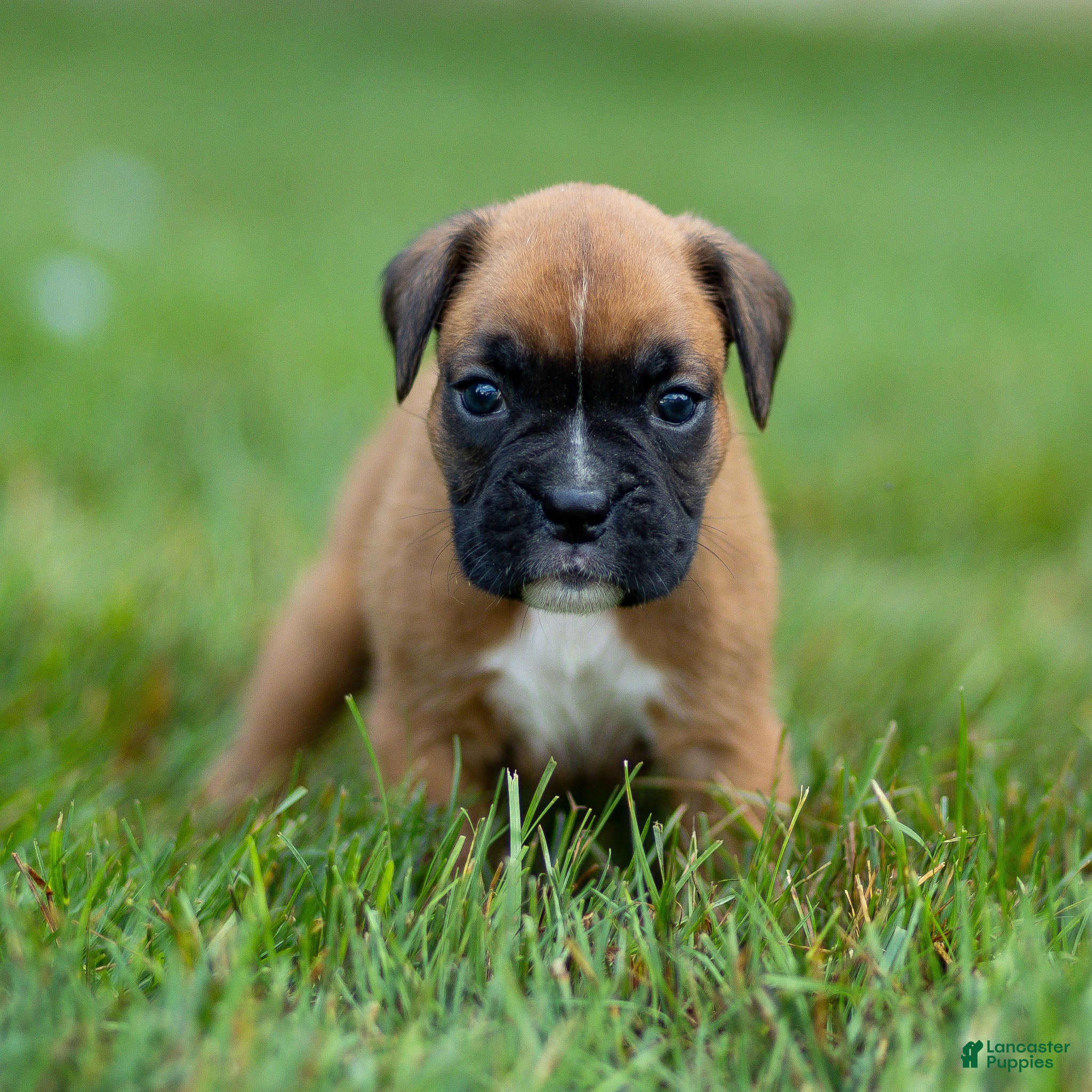 Boxer dogs Nettie Boxer  - Ad 1