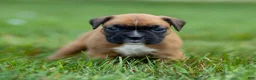 Boxer dogs for sale: Nettie Boxer  - Ad 5