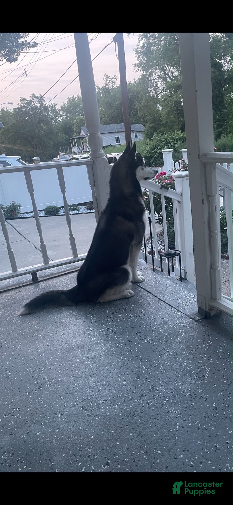 Siberian Husky dogs Finn(akaZack) - Ad 1