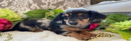 Miniature Dachshund dogs for sale: Lilly - Ad 3