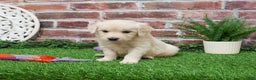 Golden Retriever dogs for sale: Nora - Ad 4