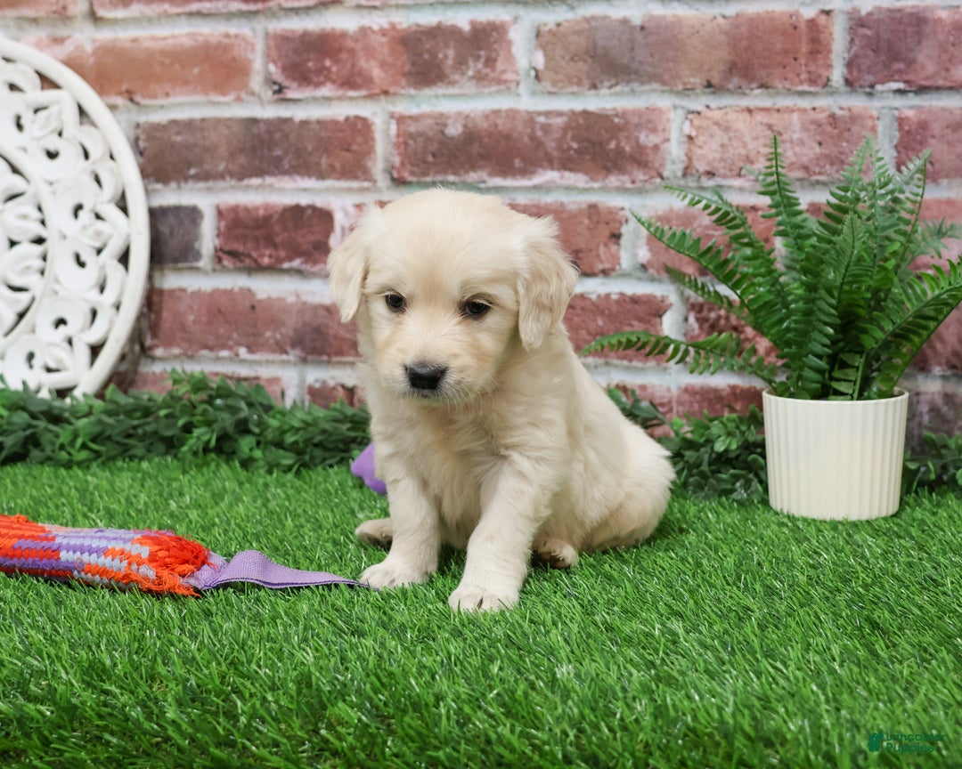 Golden Retriever dogs for sale: Nora - Ad 4