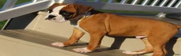 Boxer dogs for sale: Gus - Ad 4