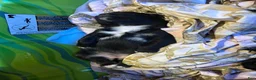 Mixed Breed dogs for sale: Mixed Breed 2 - Ad 3