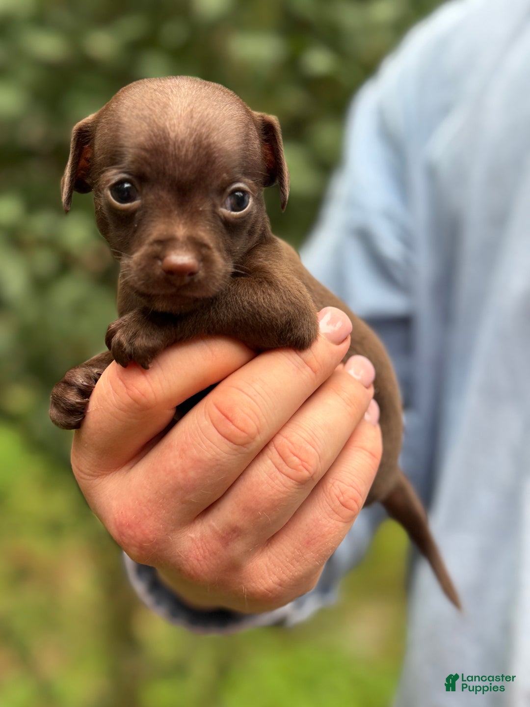 Mixed Breed dogs for sale: Cleopatra  - Ad 40