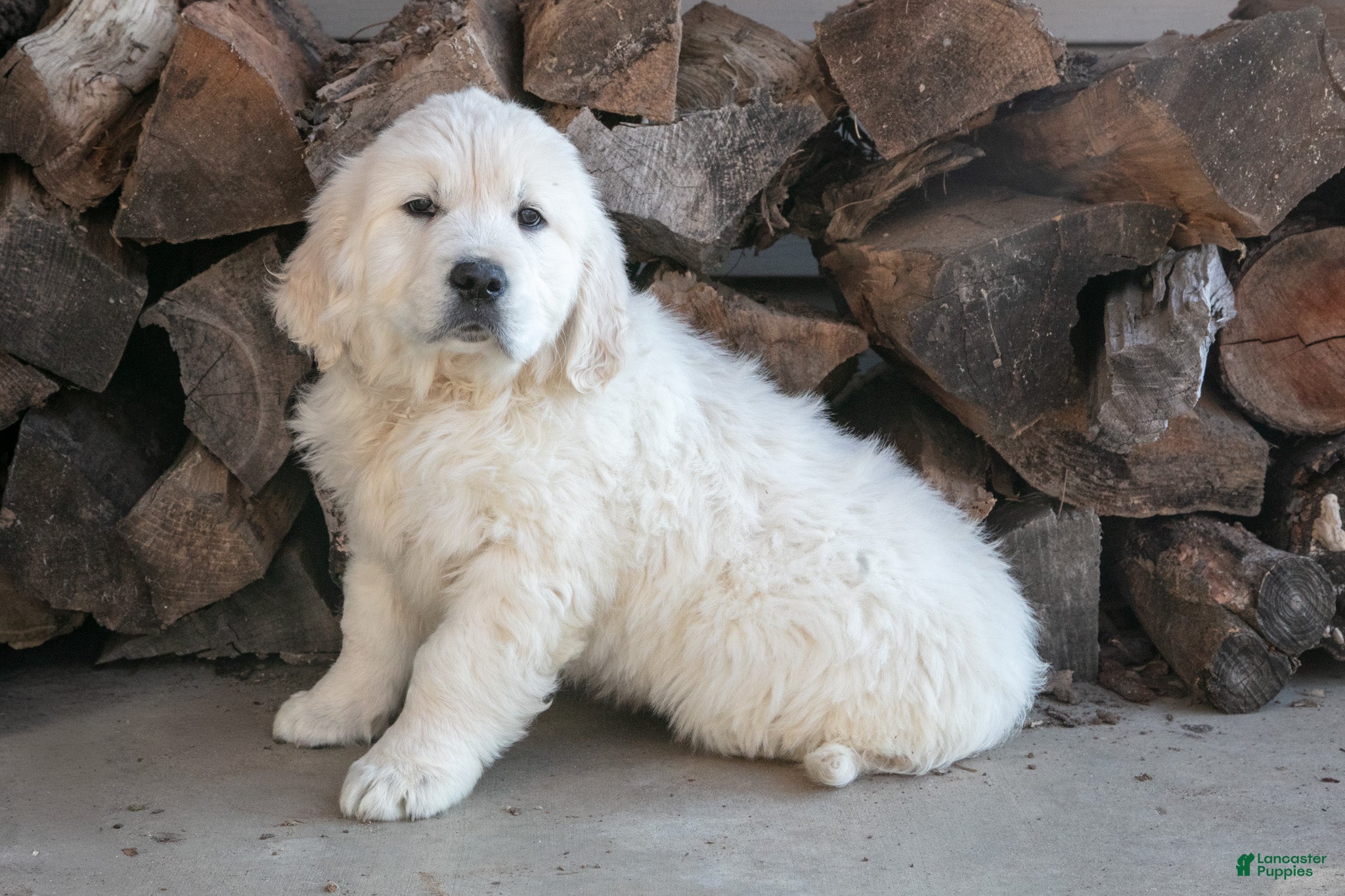 Golden Retriever dogs Charles  - Ad 2