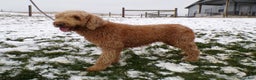 Goldendoodle dogs for sale: Goldendoodle Puppy 1 Lilac - Ad 4