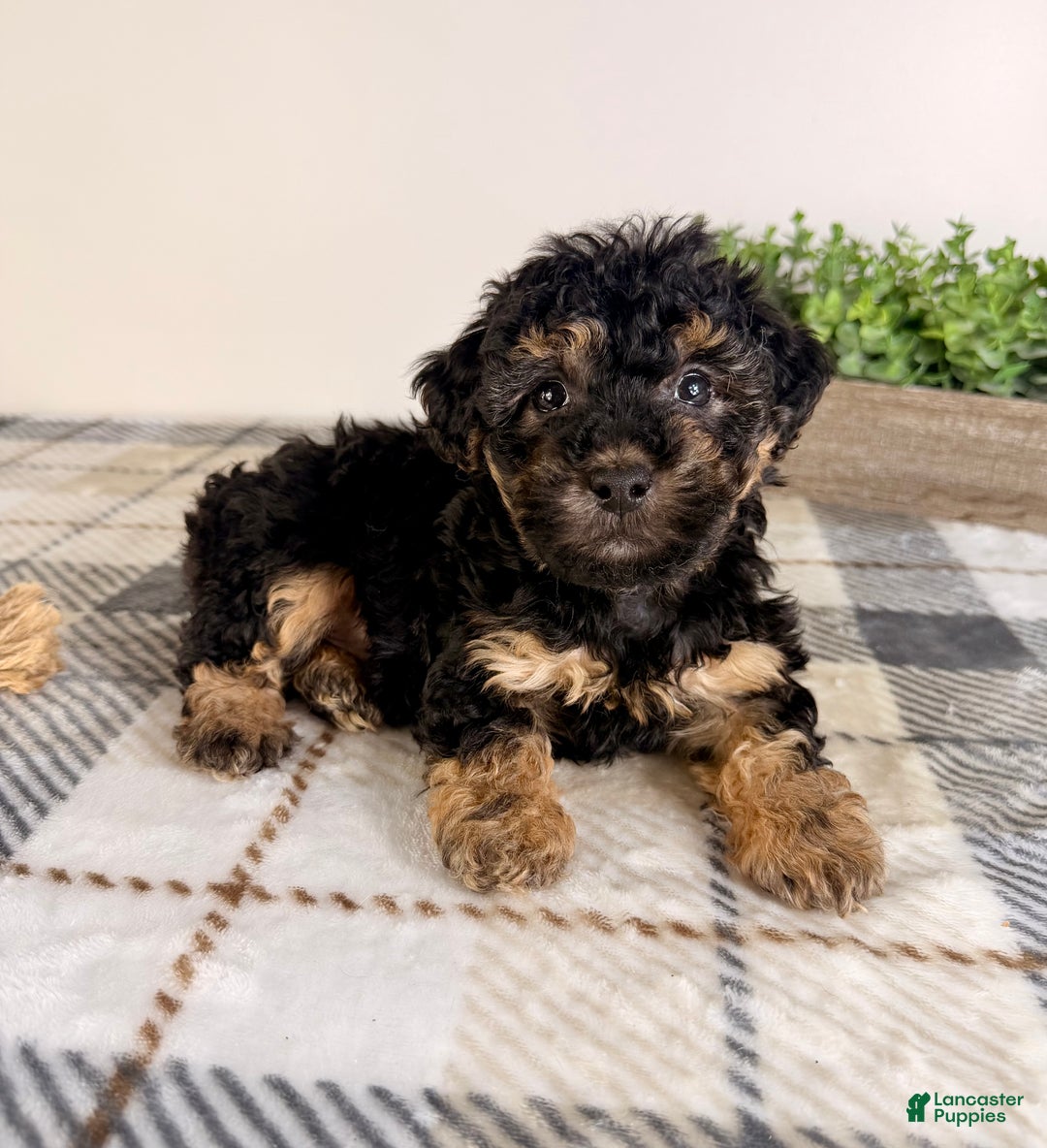 Yorkiepoo dogs for sale: Theodore - Ad 4