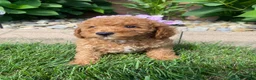 Miniature Poodle dogs for sale: Bily - Ad 1