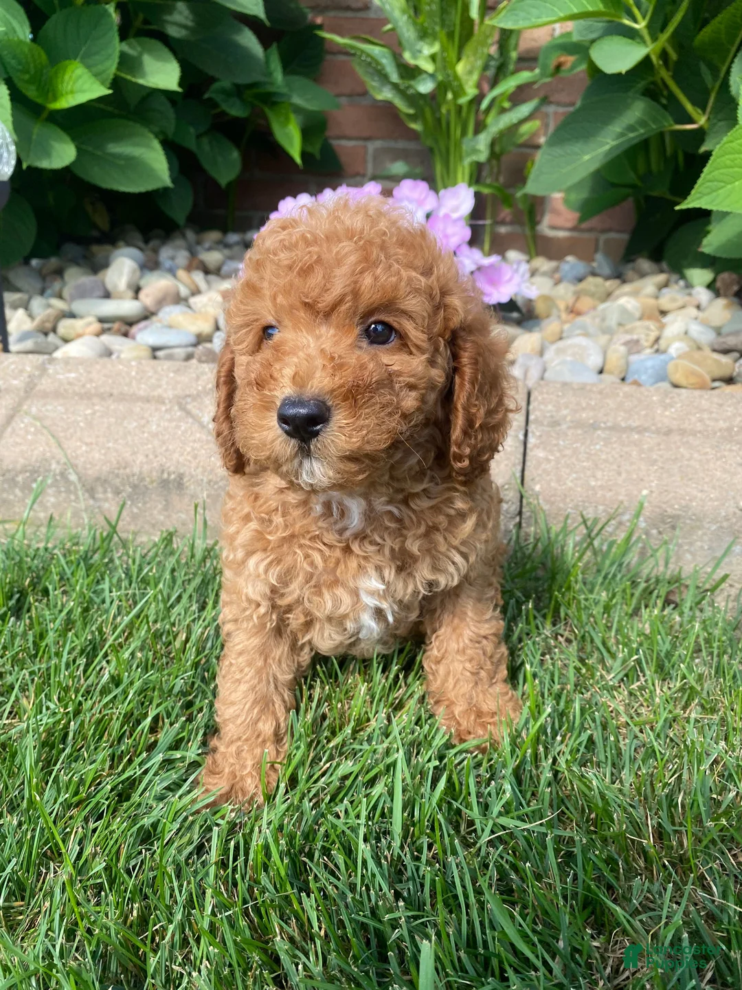 Miniature Poodle dogs for sale: Bily - Ad 1