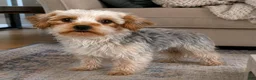 Yorkshire Terrier dogs for sale: Ava - Ad 9