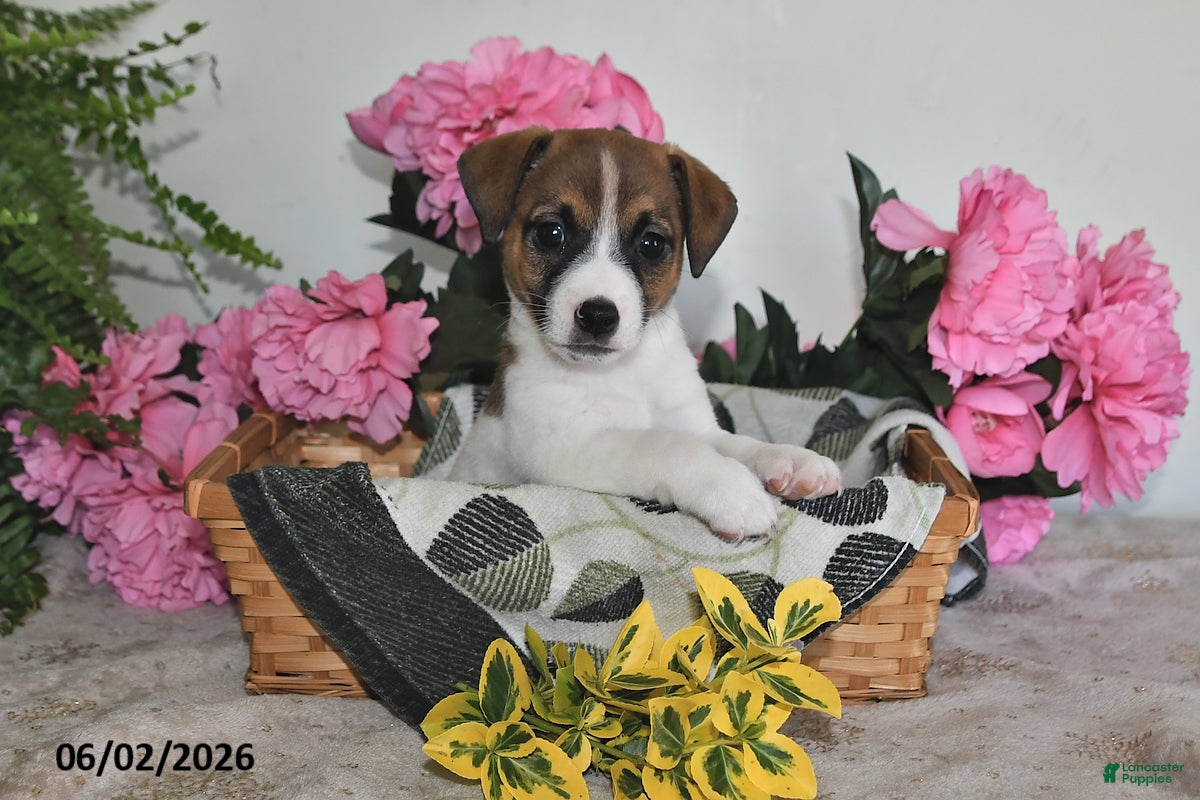 Jack Russell Terrier dogs Bouncer - Ad 1