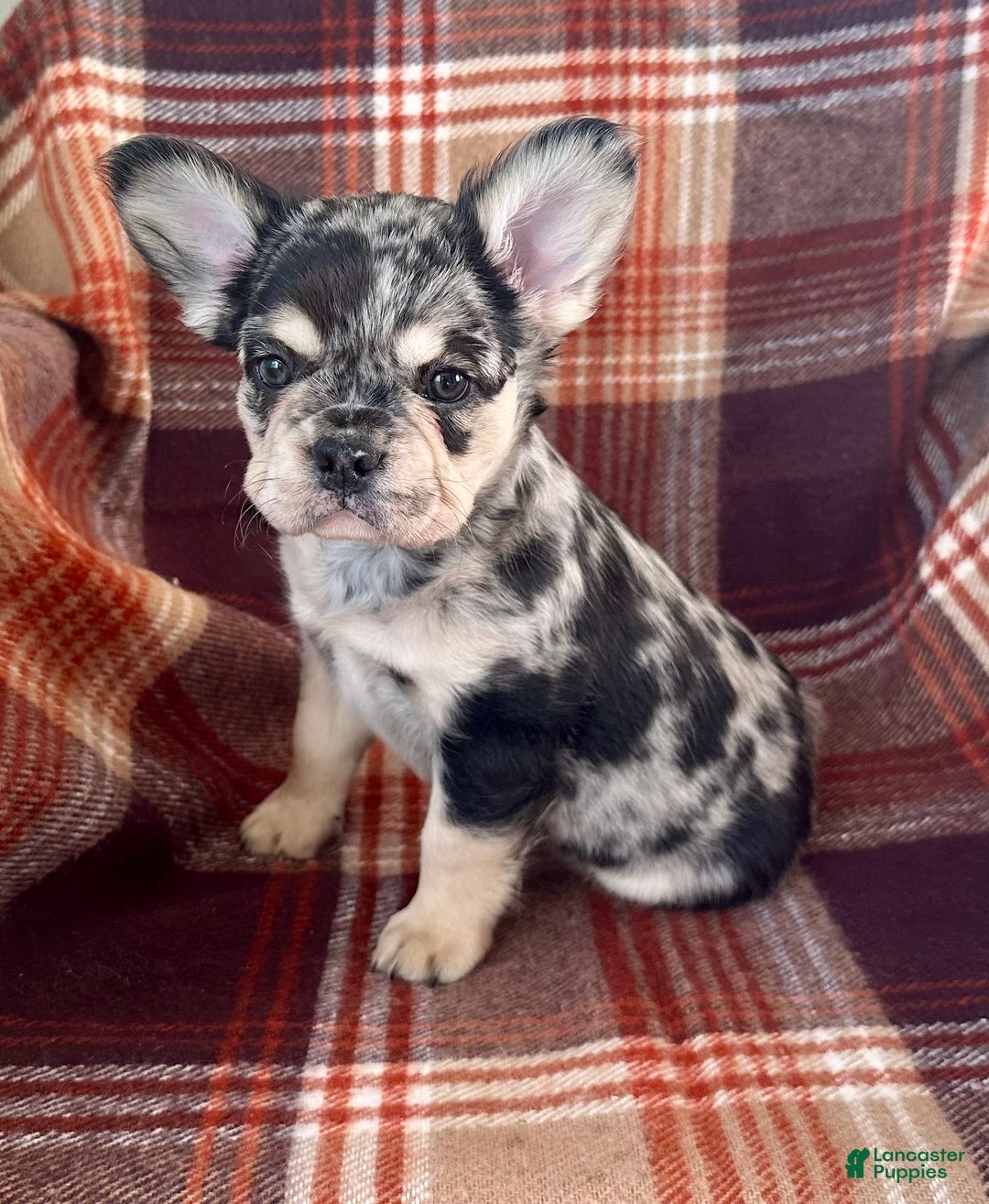 French Bulldog dogs for sale: Baxstin  - Ad 7