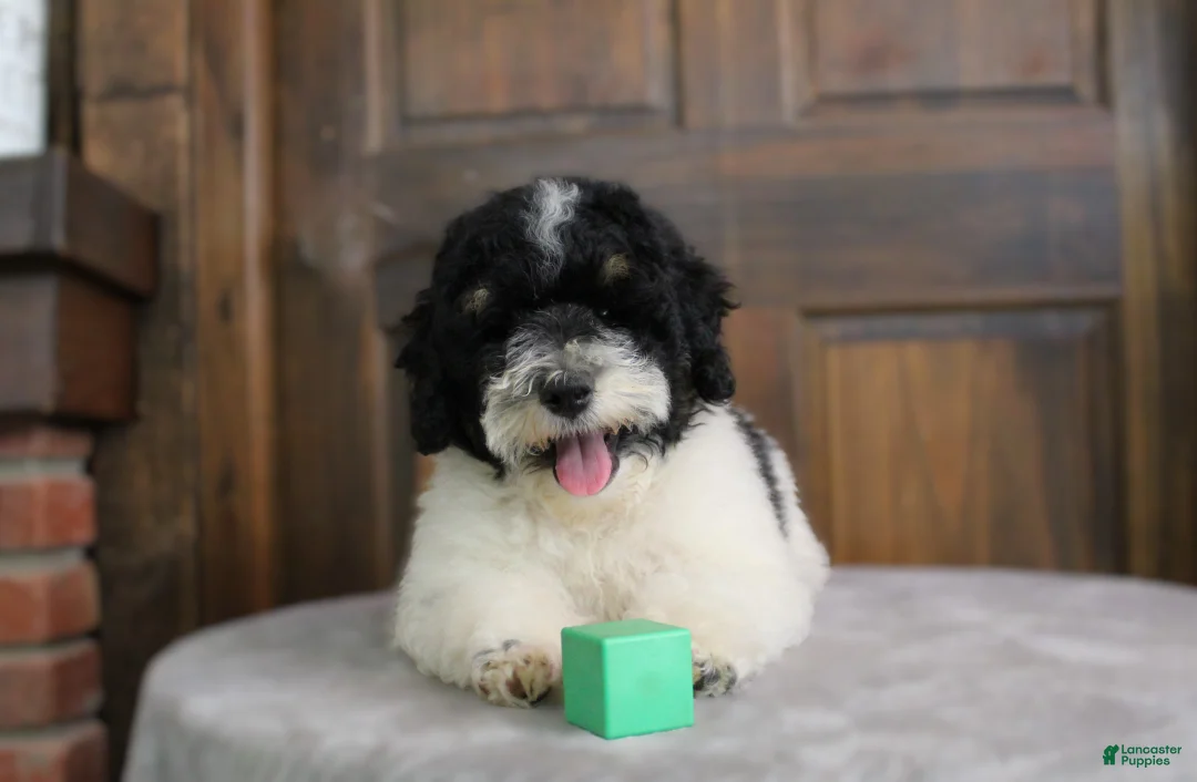 Gallery Image {{count}}