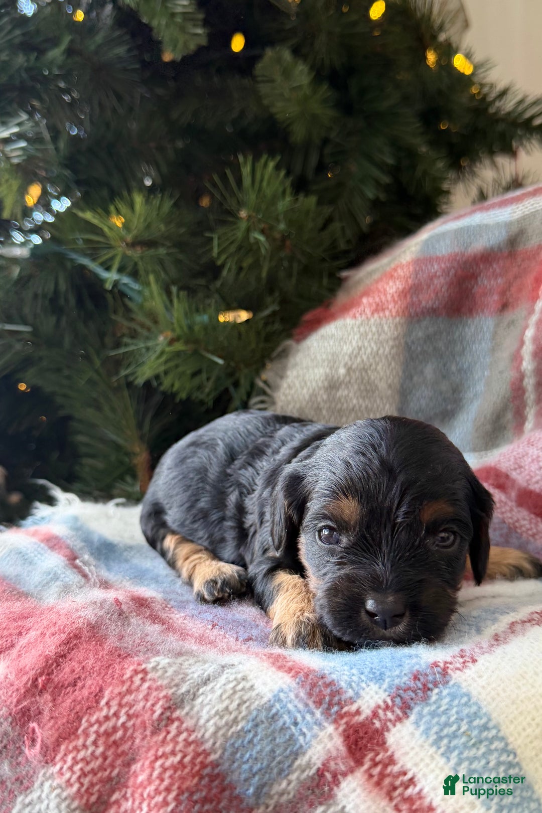 Cavapoo dogs for sale: Joy - Ad 1