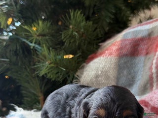 Cavapoo dogs Joy - Ad 21