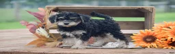 Toy Poodle dogs for sale: Caroline - Ad 4