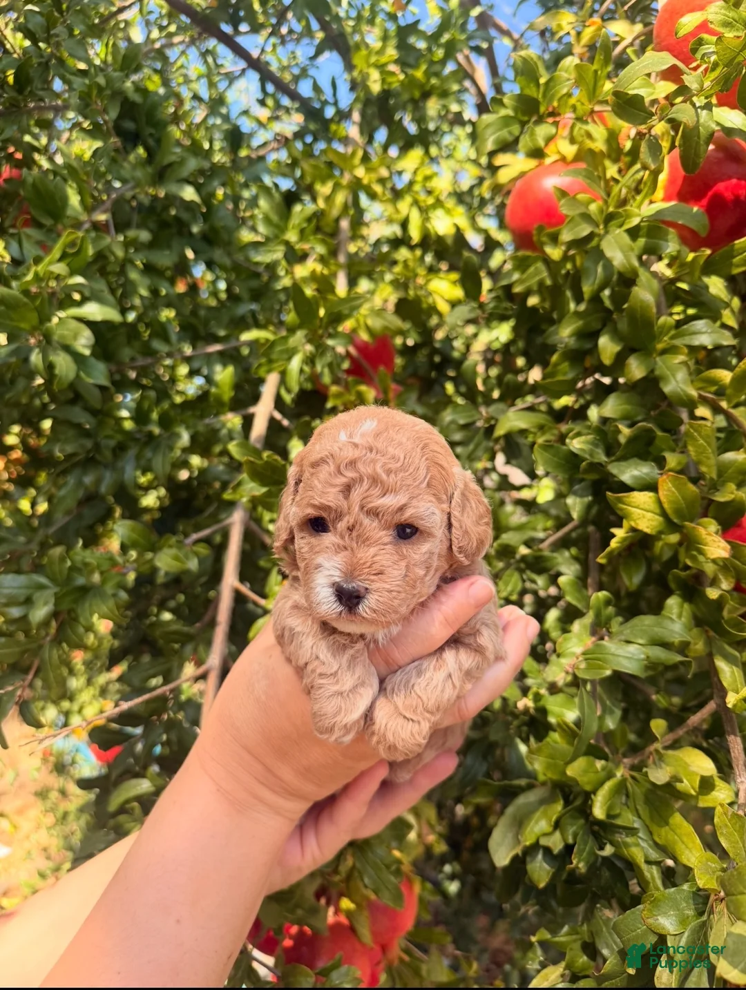 Toy Poodle dogs for sale: Toy Poodle 1 - Ad 1