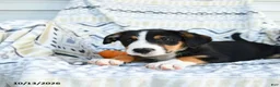Border Collie dogs for sale: Eddie - Ad 3