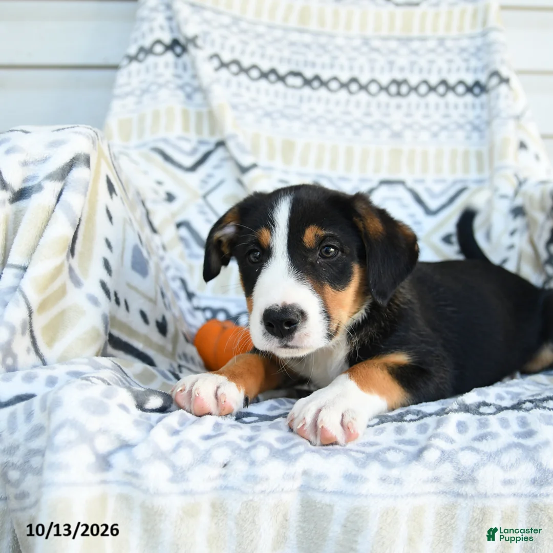 Border Collie dogs for sale: Eddie - Ad 3